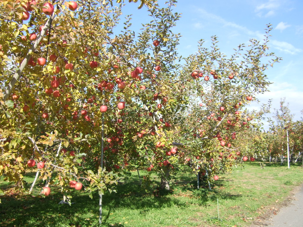 ふじりんごの収穫も終盤になりました。